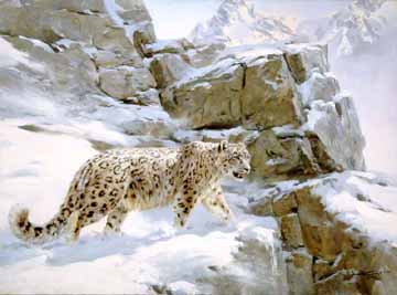 DG2 – Snow Leopard © Donald Grant