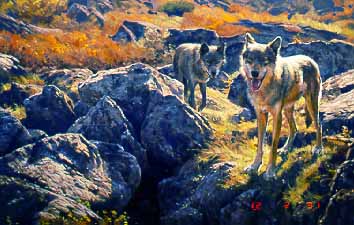 DP2 – Alaskan Fall – Wolves © Dino Paravano