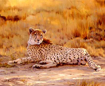 DP2 – Cheetah At Sunset © Dino Paravano