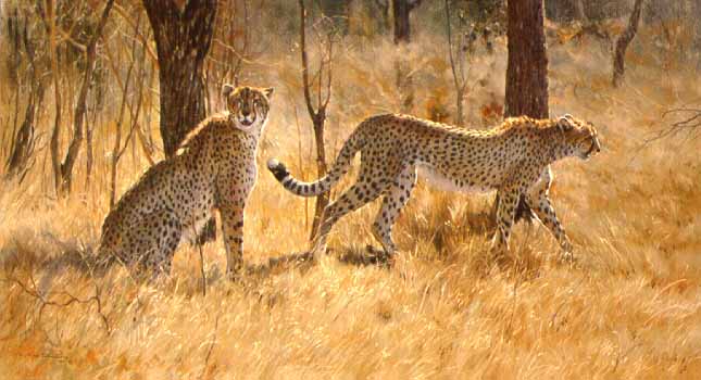 DP2 – Cheetah Pair © Dino Paravano