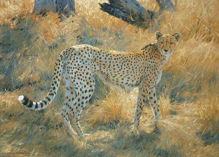 DP2 – Cheetah © Dino Paravano
