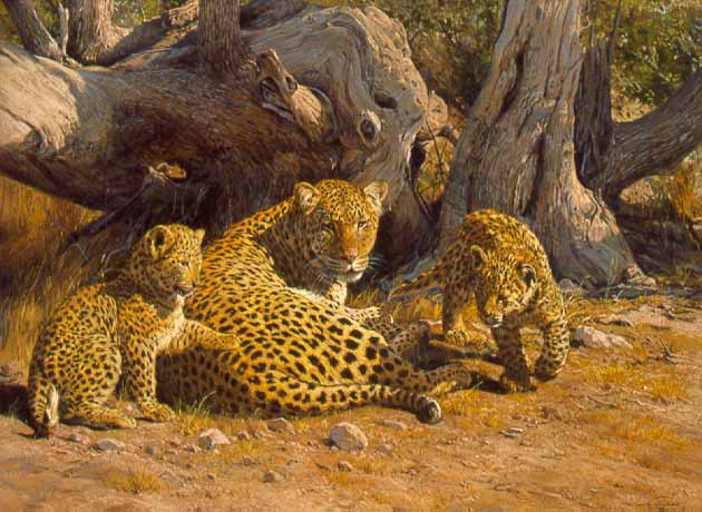 DP2 – Contented Mother – Leopard © Dino Paravano
