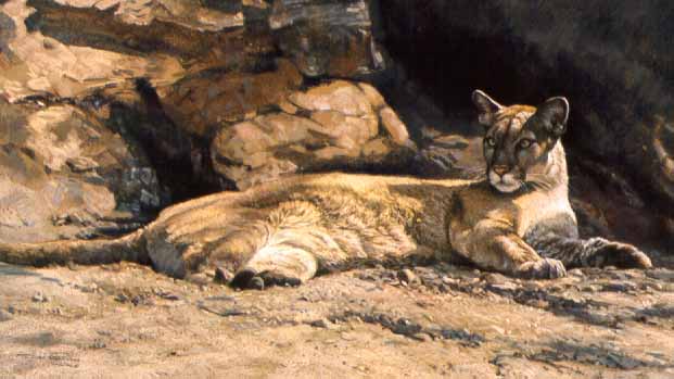 DP2 – Cougar At Rest © Dino Paravano