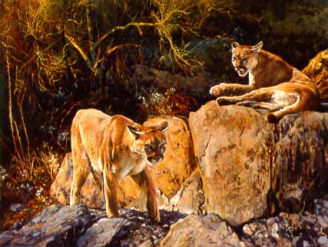 DP2 – Cougar Cubs At Sunset © Dino Paravano