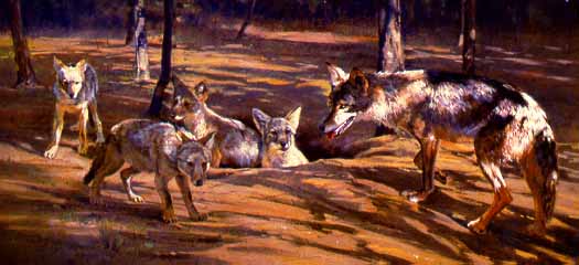 DP2 – Coyote and Pups © Dino Paravano