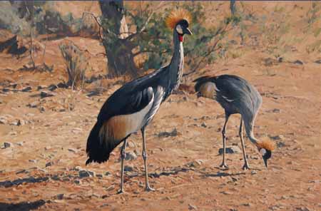 DP2 – Crowned Cranes © Dino Paravano