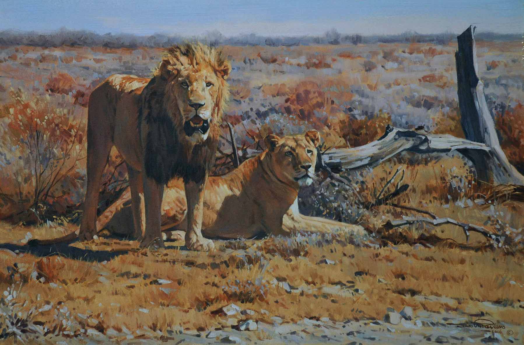 DP2 – Etosha Lion Couple © Dino Paravano