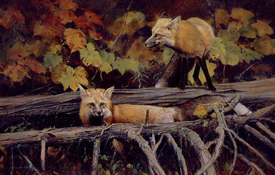DP2 – Foxes in the Fall © Dino Paravano