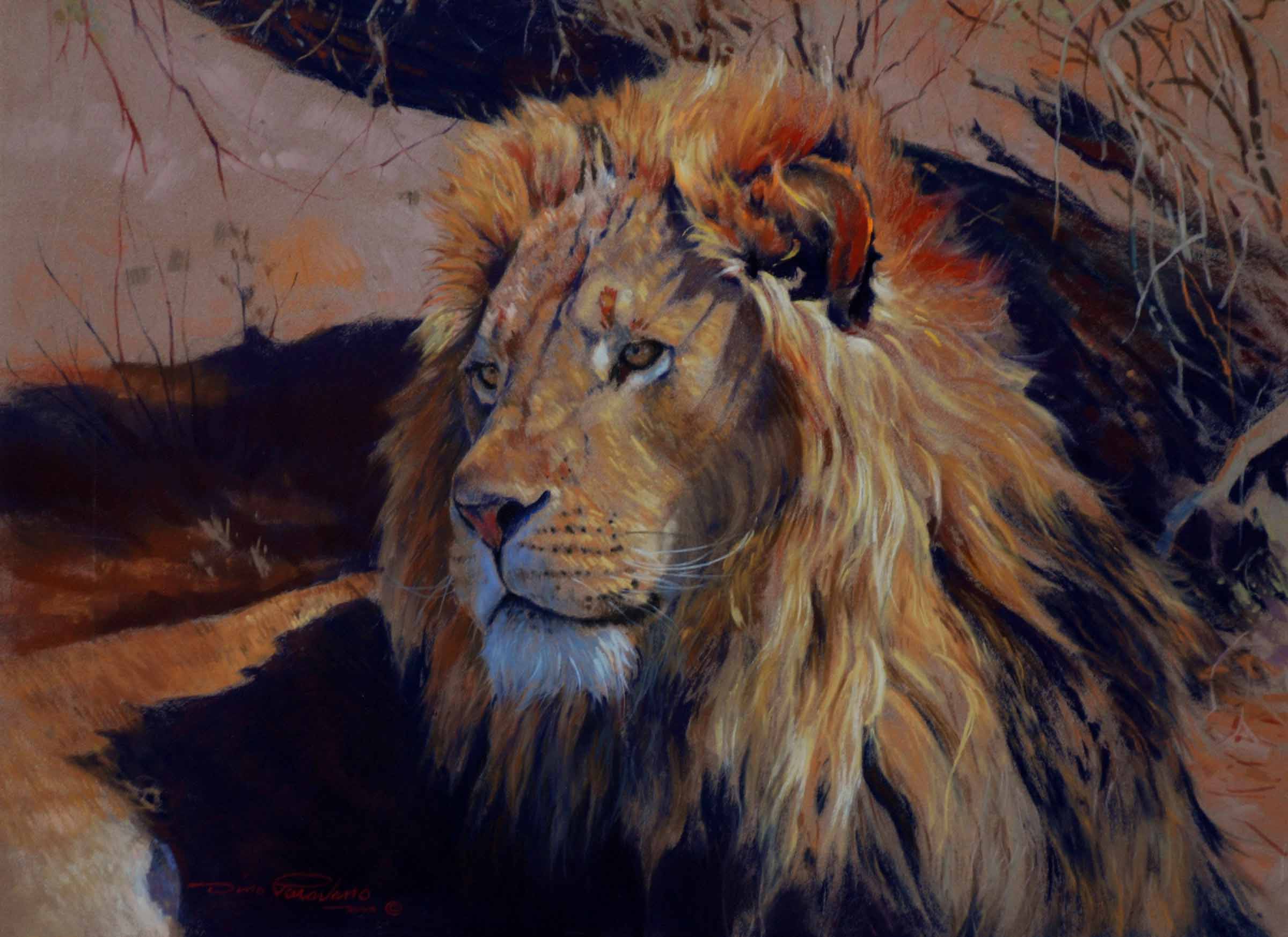 DP2 – Kalahari Lion © Dino Paravano