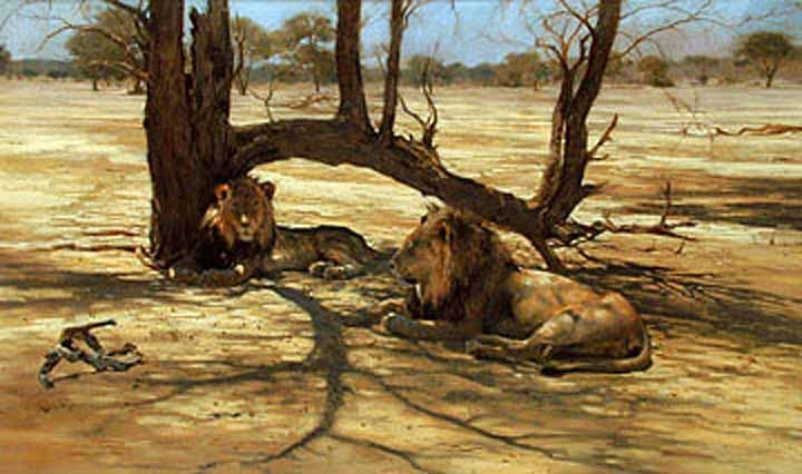 DP2 – Kalahari Lions © Dino Paravano