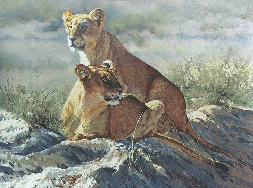 DP2 – Kalahari Young Lions © Dino Paravano