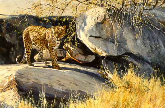 DP2 – Leopard In Rocky Habitat © Dino Paravano