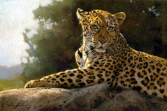 DP2 – Leopard On Rock © Dino Paravano