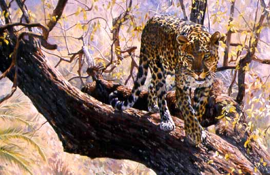DP2 – Leopard On Tree © Dino Paravano