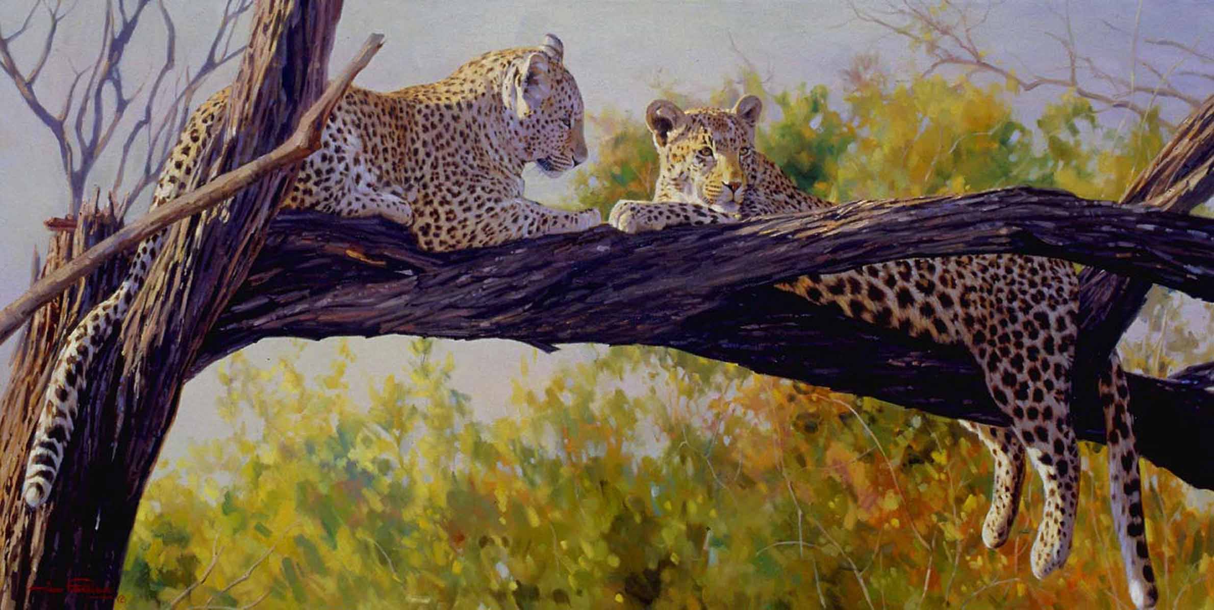 DP2 – Leopard Siblings © Dino Paravano