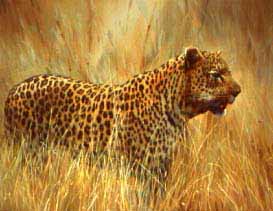 DP2 – Leopard in High Grass © Dino Paravano