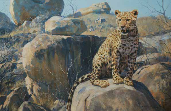 DP2 – Leopard on Boulder Habitat © Dino Paravano