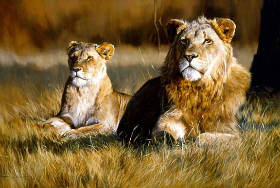 DP2 – Lion And Mate © Dino Paravano