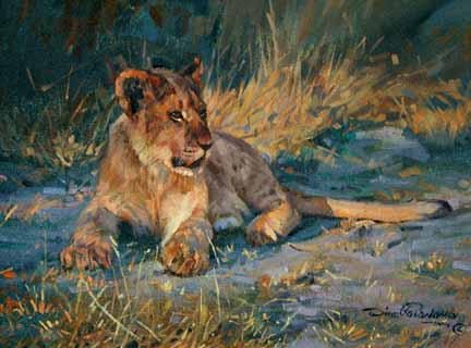 DP2 – Lion Cub at Sunset © Dino Paravano
