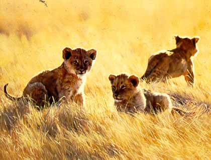 DP2 – Lion Cubs © Dino Paravano