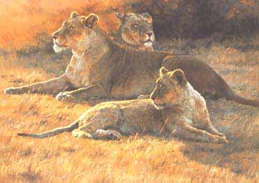 DP2 – Lioness and Cubs at Sunset © Dino Paravano