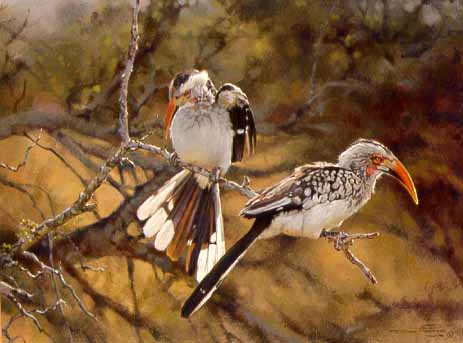 DP2 – Red-billed Hornbills © Dino Paravano