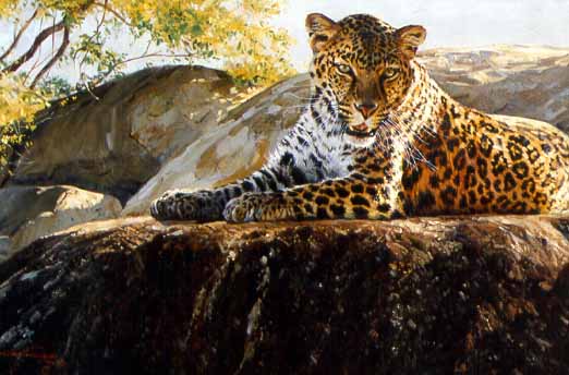 DP2 – Relaxed Leopard © Dino Paravano