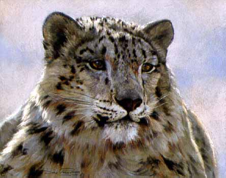 DP2 – Snow Leopard Study © Dino Paravano