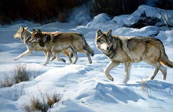 DP2 – Snow Prowl – Grey Wolves © Dino Paravano