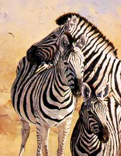 DP2 – Stripes – Zebra Family © Dino Paravano