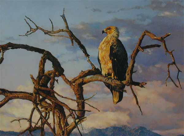DP2 – Tawny Eagle at Sunset © Dino Paravano