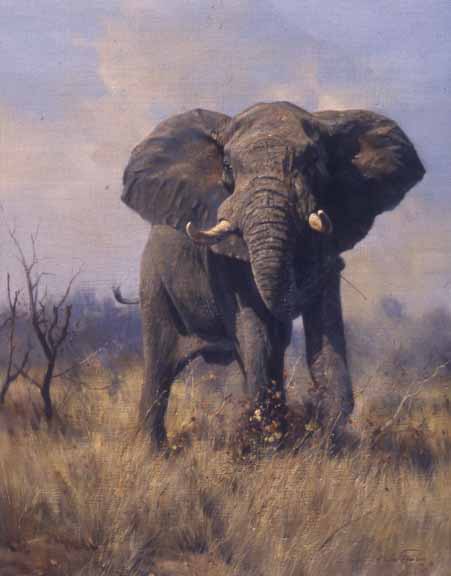DP2 – The Challenge – Elephant © Dino Paravano