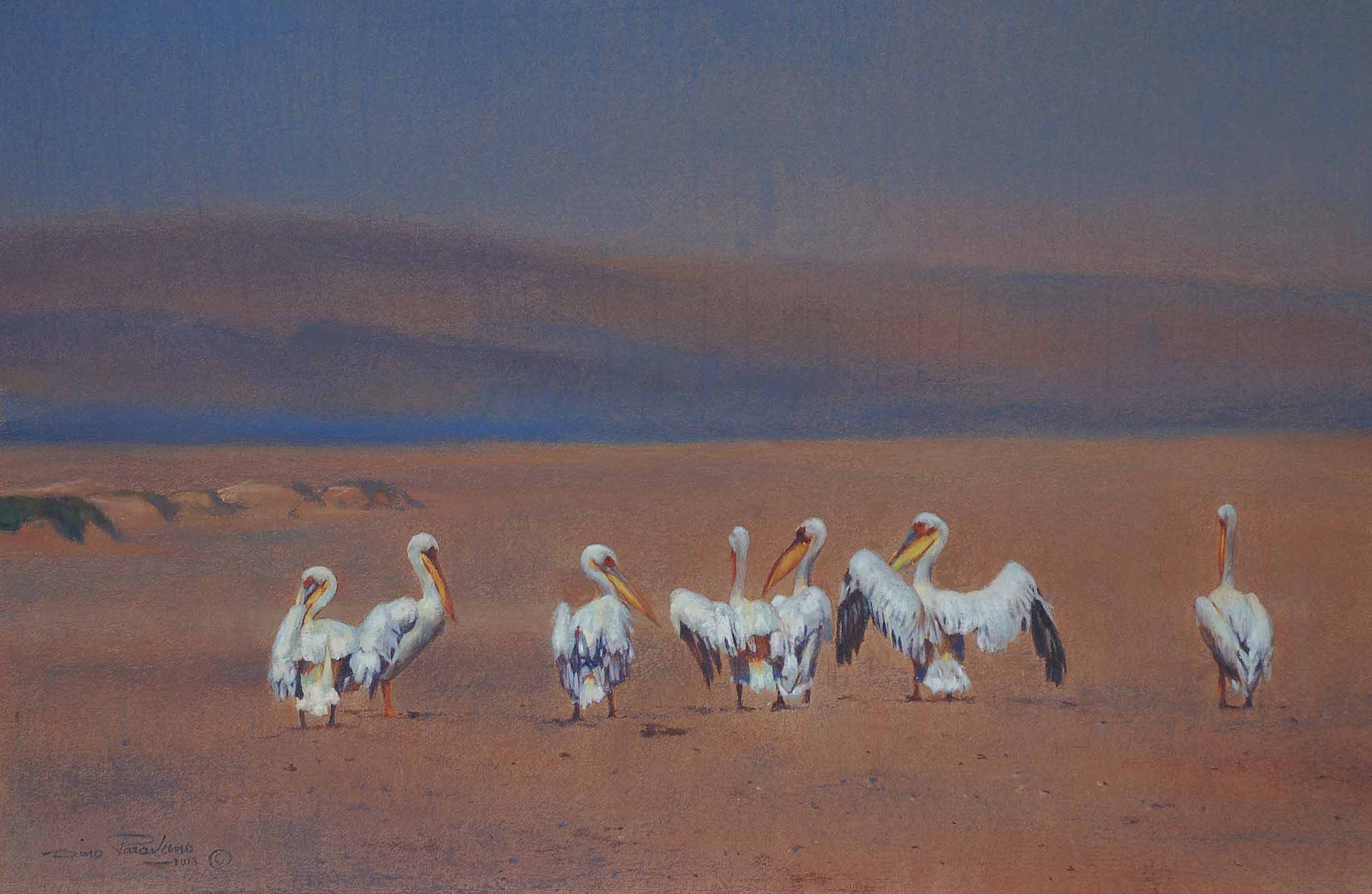 DP2 – White Pelicans © Dino Paravano