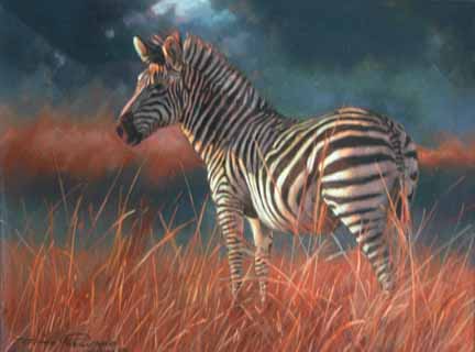 DP2 – Zebra at Sunset © Dino Paravano