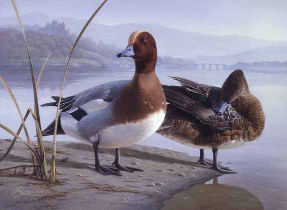 DS – 1991 United Kingdom Duck Stamp Euproean Widgeon by Daniel Smith