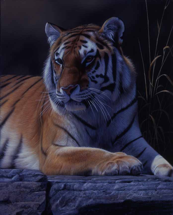 DS – Bengal Tiger © Daniel Smith