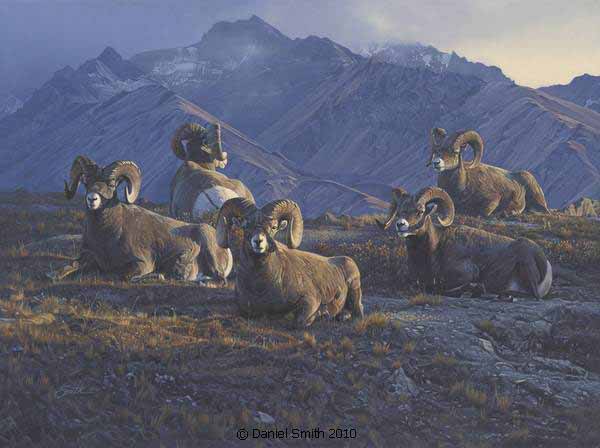 DS – Bighorn Sheep © Daniel Smith
