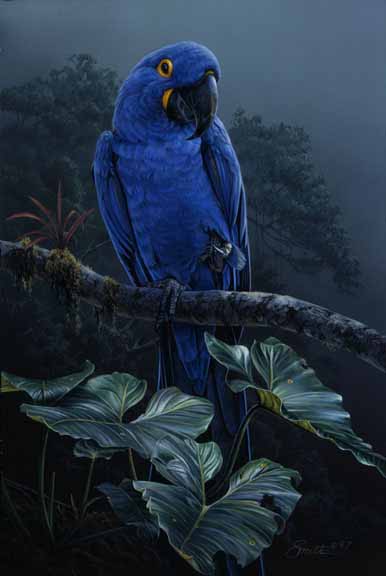 DS – Blue Parrot © Daniel Smith