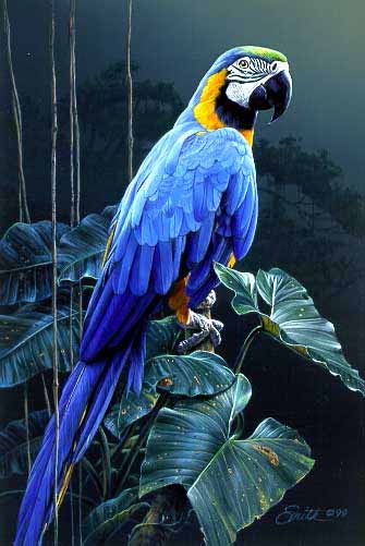 DS – Blue and Gold Macaw © Daniel Smith