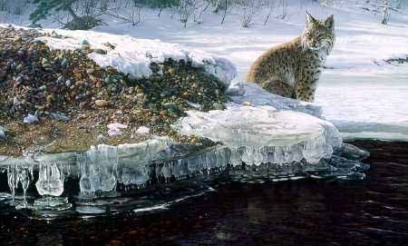 DS – Bobcat on Icy Bank © Daniel Smith