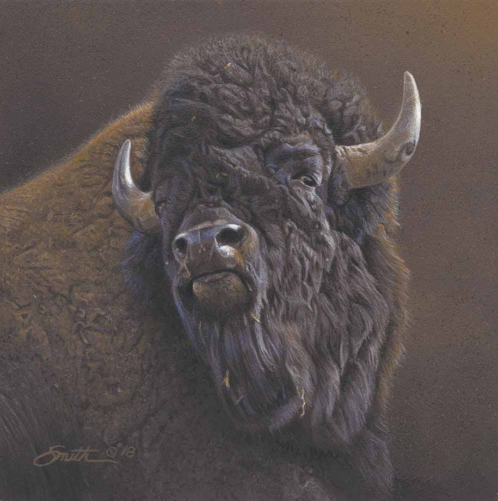 DS – Bodacious Bull © Daniel Smith