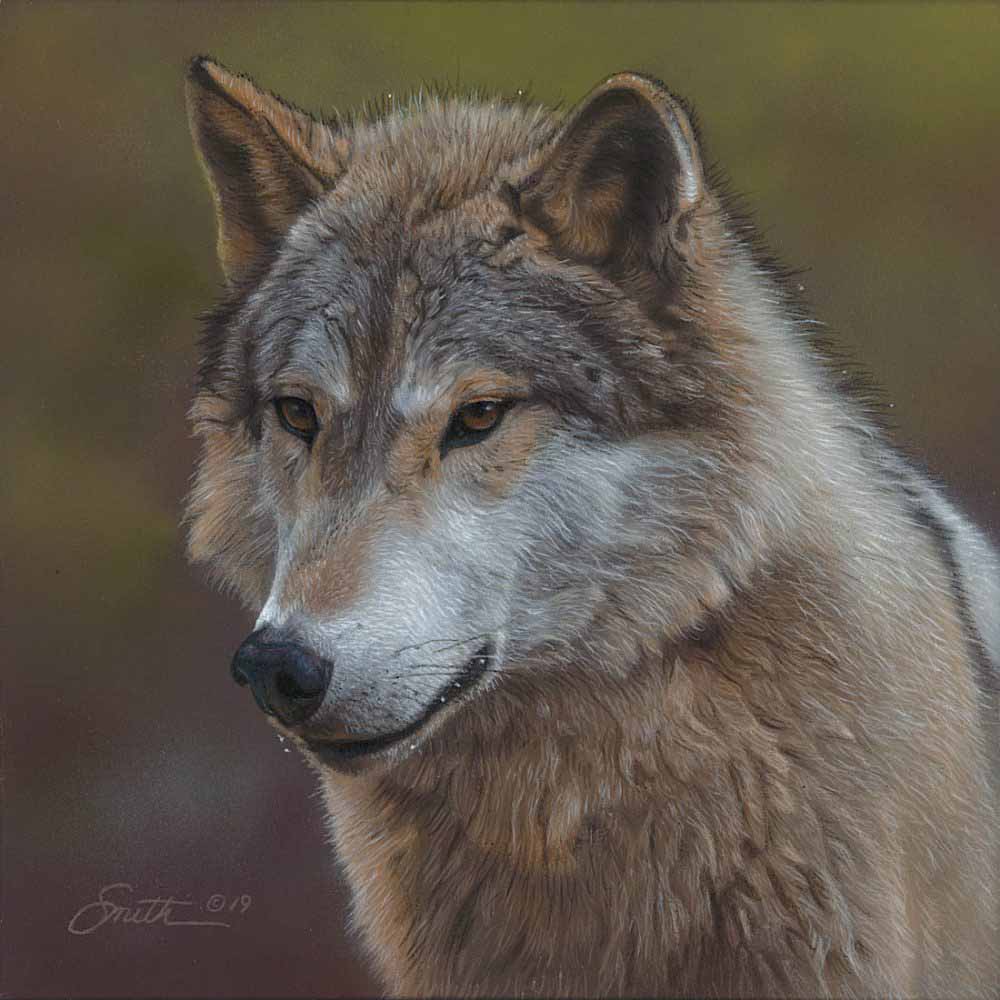 DS – Canis Lupis II © Daniel Smith