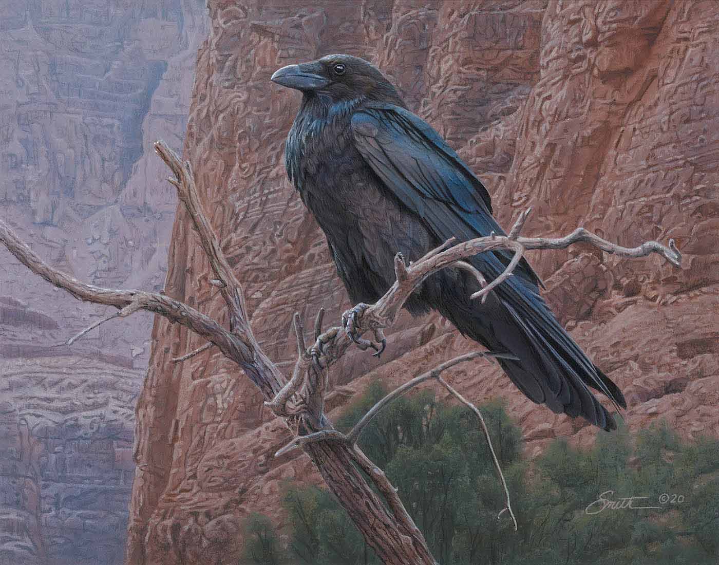 DS – Canyon Raven © Daniel Smith
