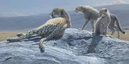 DS – Cheetah Family © Daniel Smith