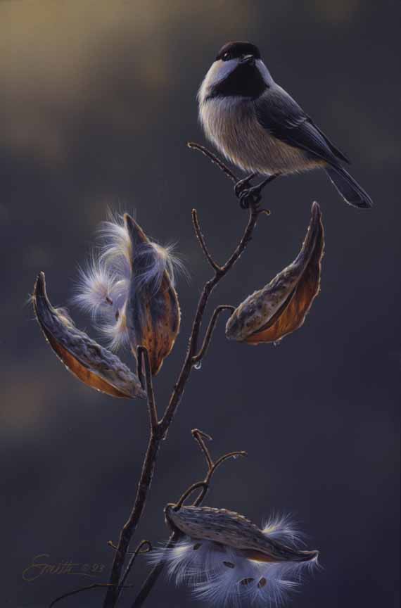 DS – Chickadee in Milkweed © Daniel Smith