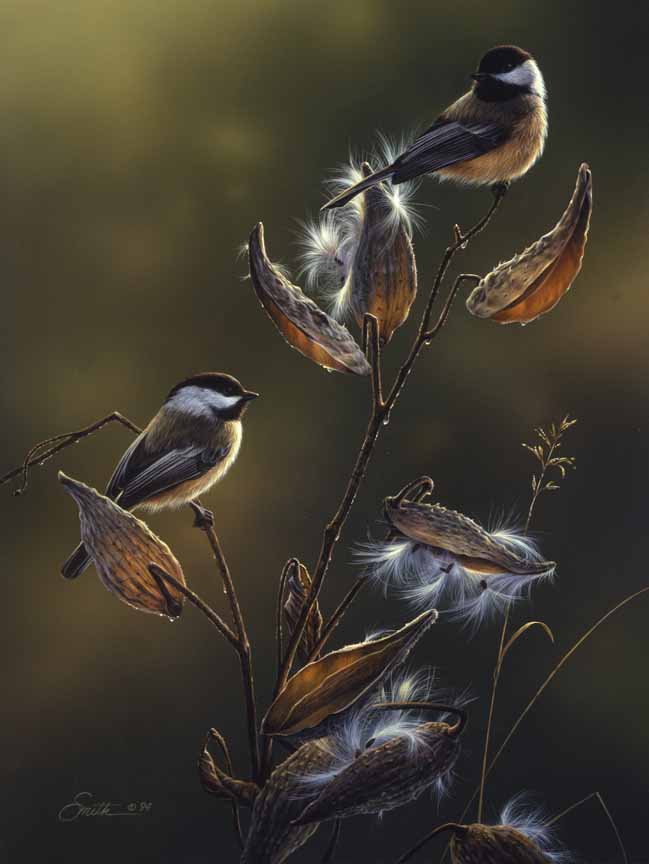 DS – Chickadees in Milkweed © Daniel Smith