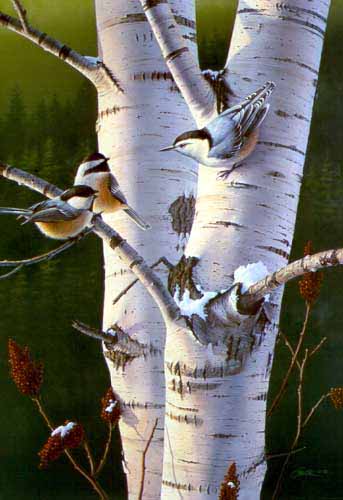 DS – Chickadees in Tree © Daniel Smith