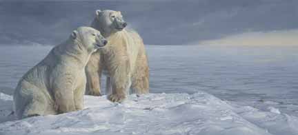 DS – Chill Factor -Polar Bears © Daniel Smith