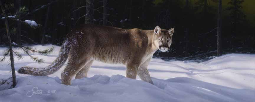 DS – Cougar in Snow © Daniel Smith