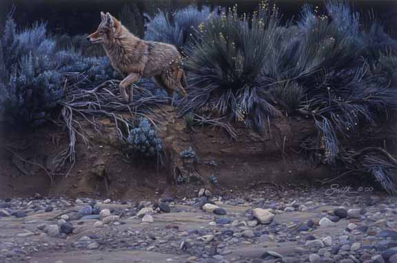DS – Coyote on Log © Daniel Smith